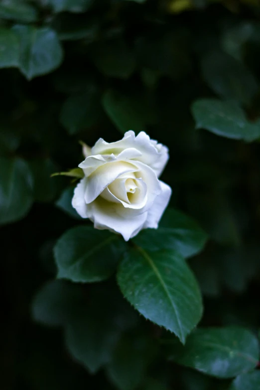 a single white rose in bloom is surrounded by leaves