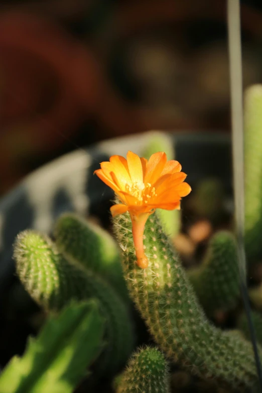 orange flower and buds on an indoor cactus plant