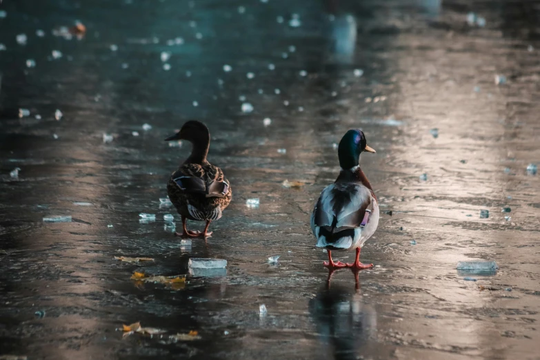 two ducks standing in the rain on a frozen pond