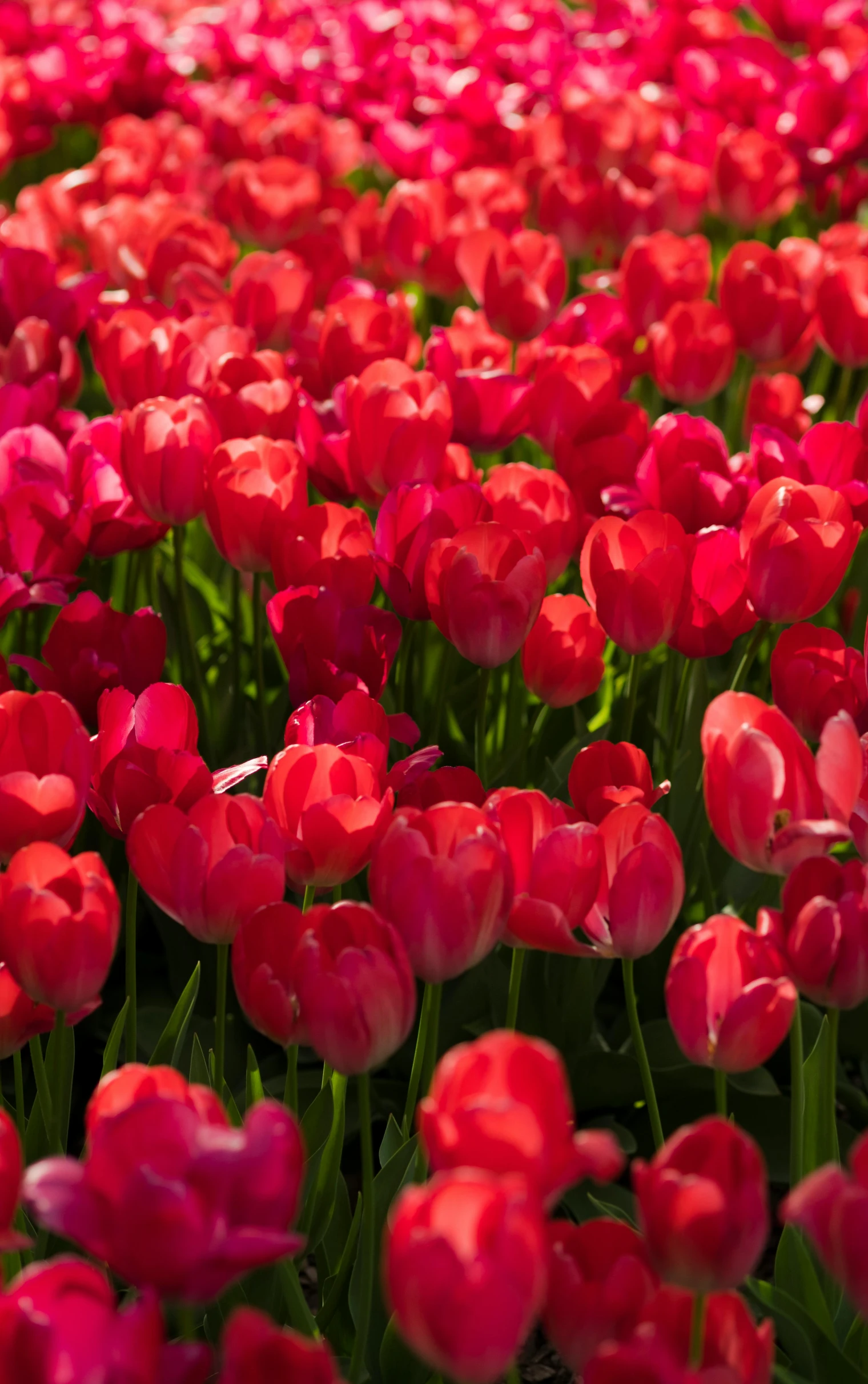 a field full of red and yellow tulips