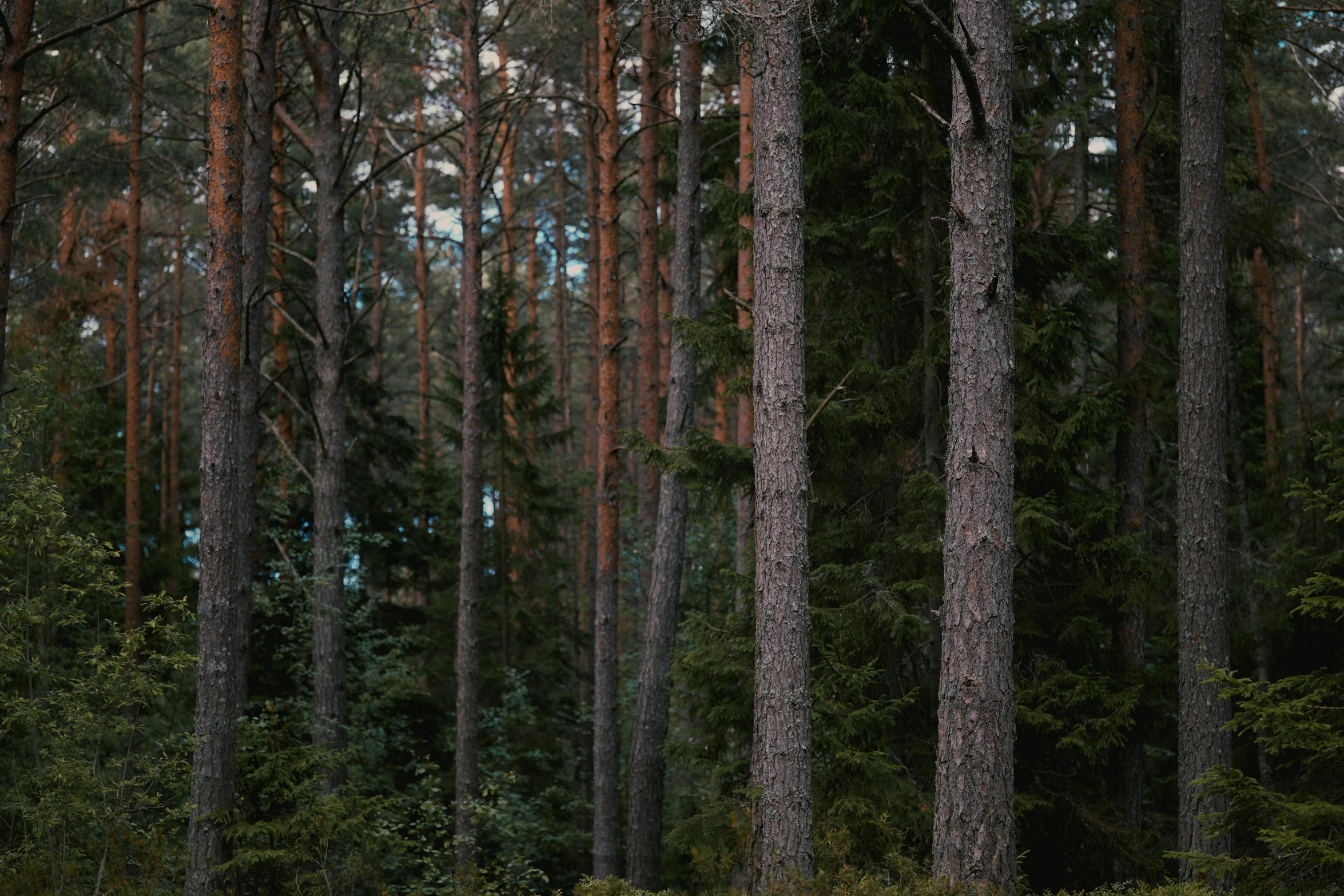 the pine forest has several trees in it