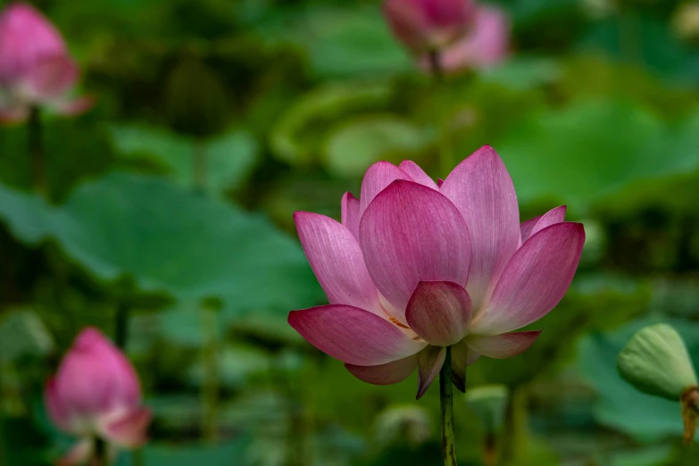 a pink flower blooming in the midst of green leaves