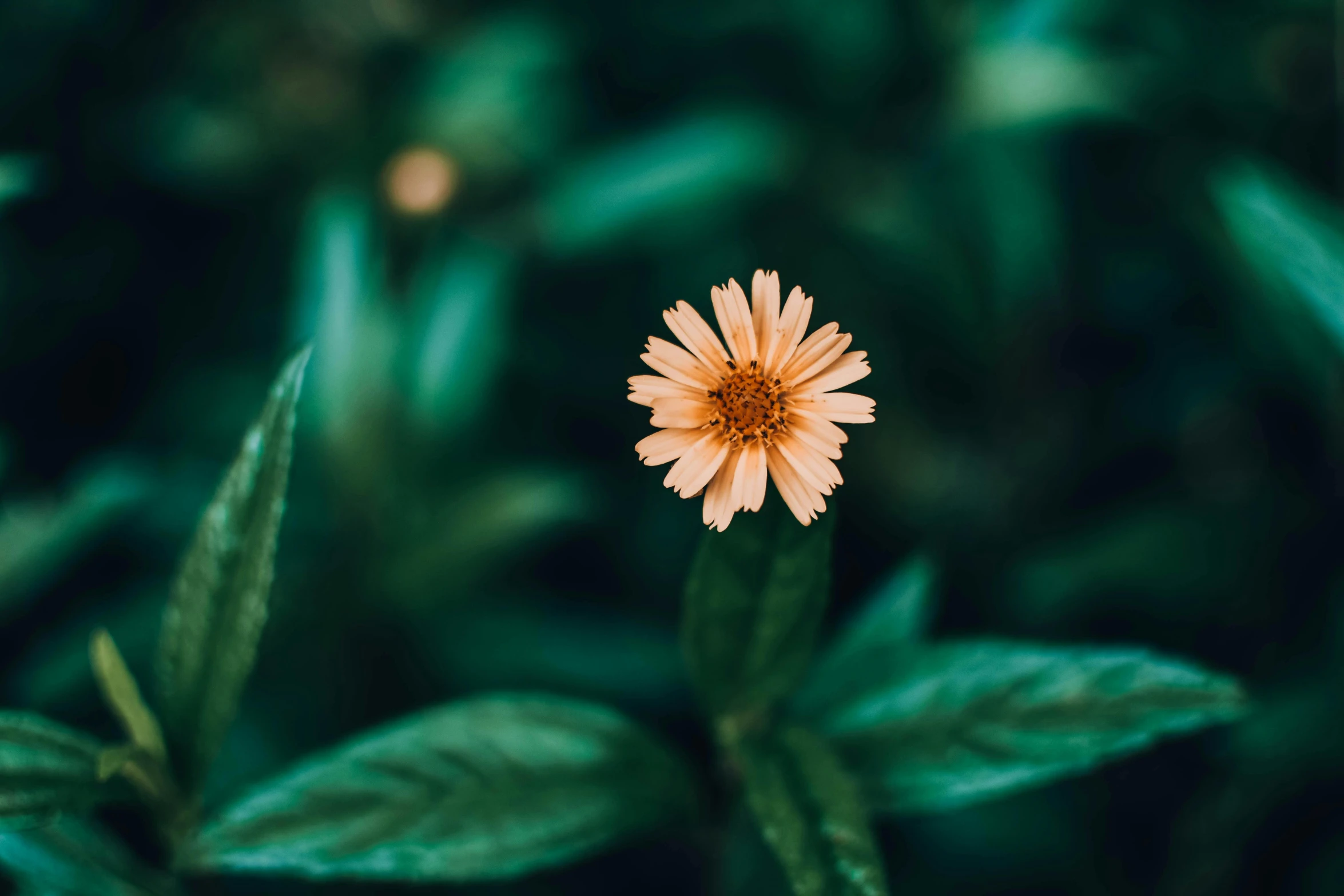 a single flower sitting on top of green leaves