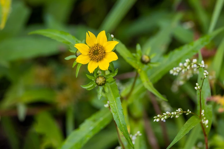 a flower that is in the grass with other flowers