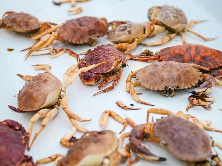 crabs are laying on a sheet of wax