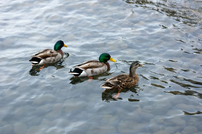 ducks swimming in the water, while looking at each other