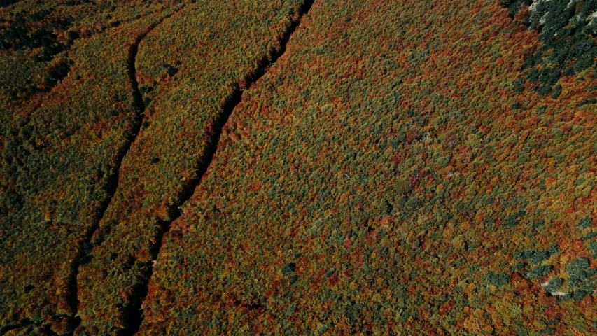 a very close up view of some green grass