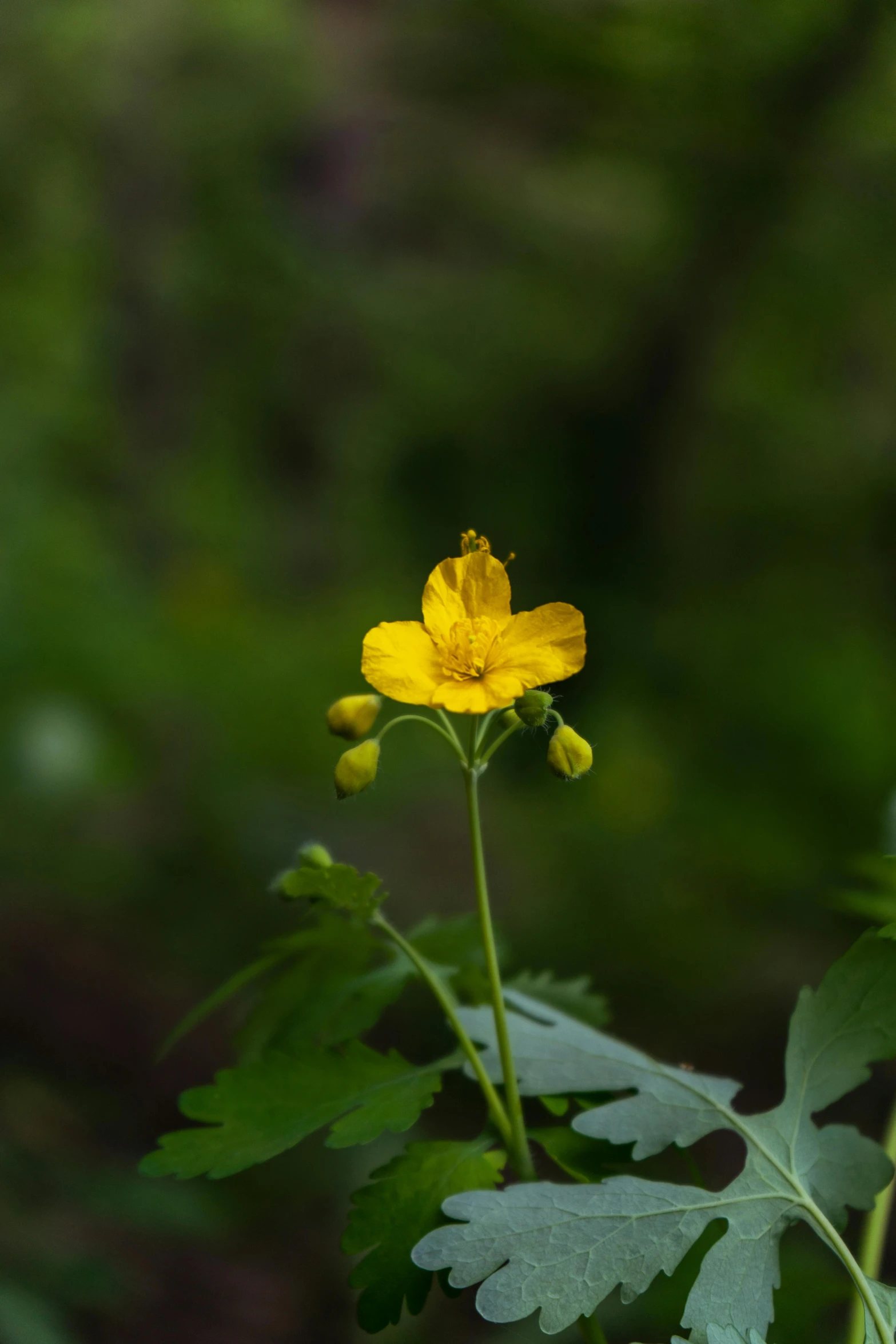 a yellow flower with long leaves stands in the middle of a forest