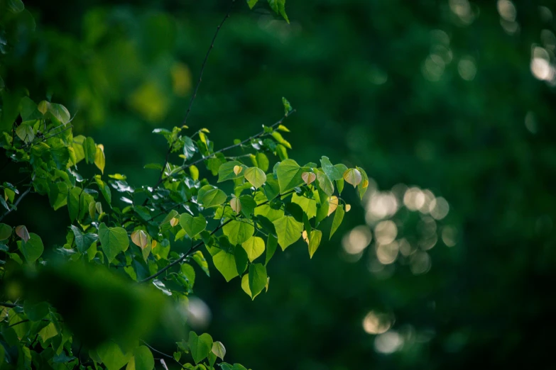 leaves that are on the tree and some green