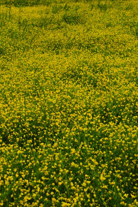 a field filled with lots of yellow flowers