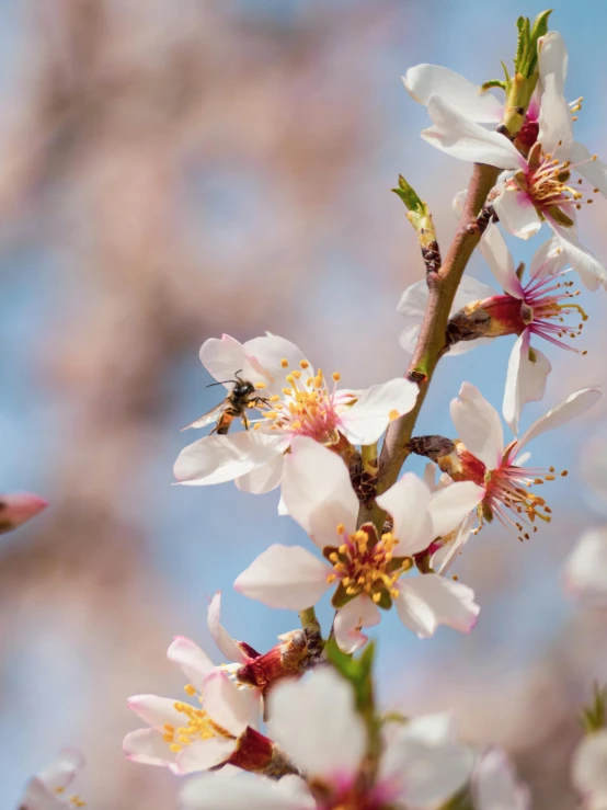 a small bee is perched on some flowers