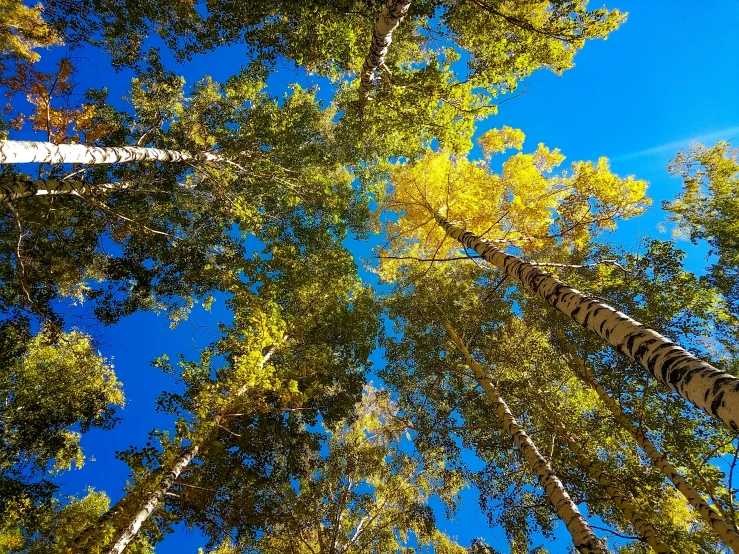 looking up at the tops of some trees from below