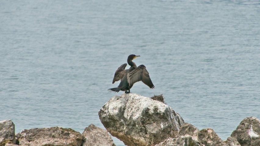 a large bird sitting on top of a rock near the ocean
