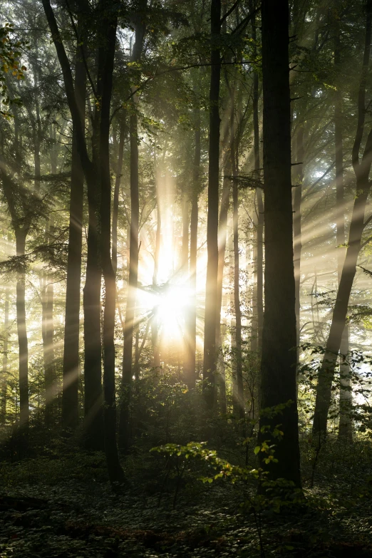 sun is beaming through the trees and water in the forest