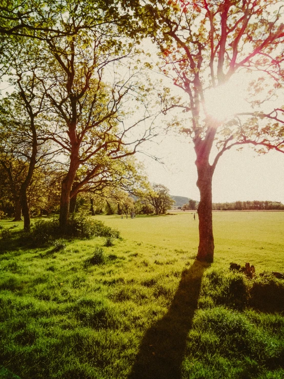 there is a tree in the middle of the green field