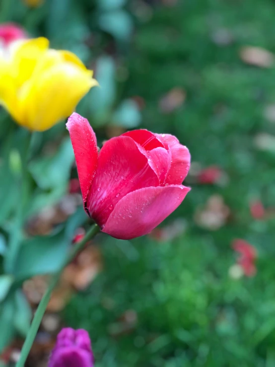 a few colorful flowers outside on a sunny day