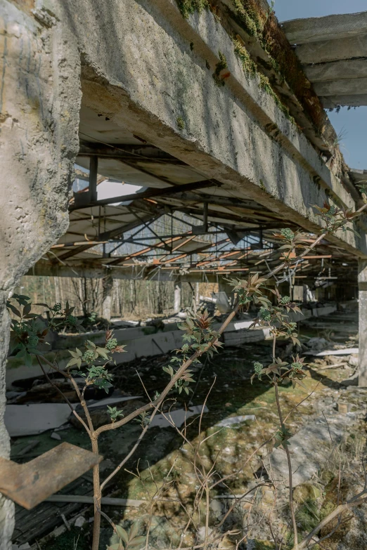 an old run down concrete building with vegetation growing inside