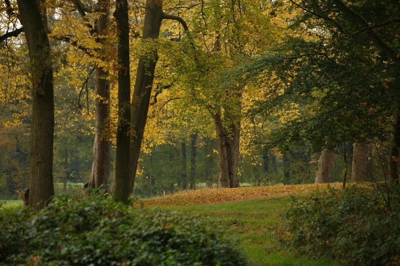 a grassy area surrounded by lots of trees