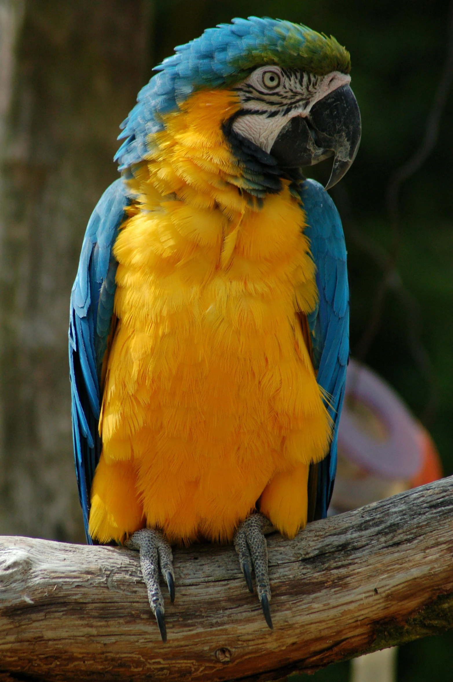 a parrot is sitting on top of the nch