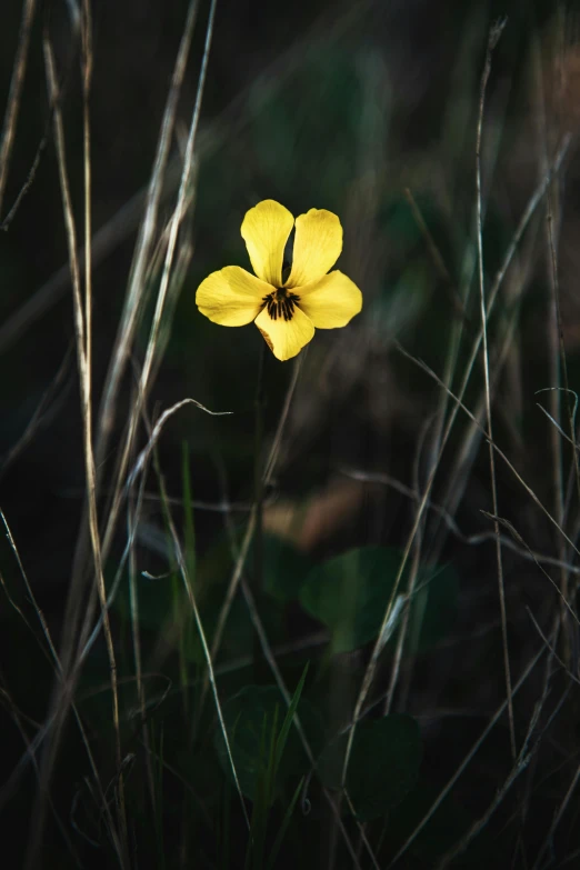 there is a yellow flower that looks like it is blooming