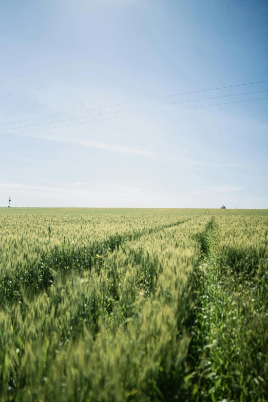 a large field full of green grass under a blue sky