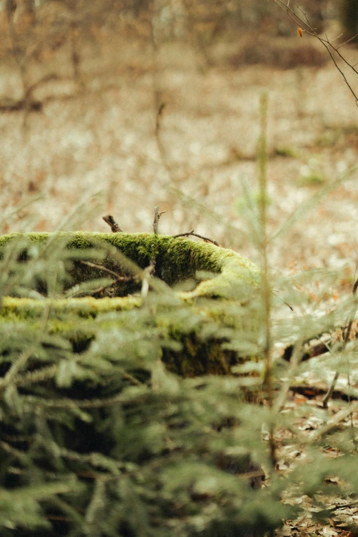 an animal is walking across the forest in daytime