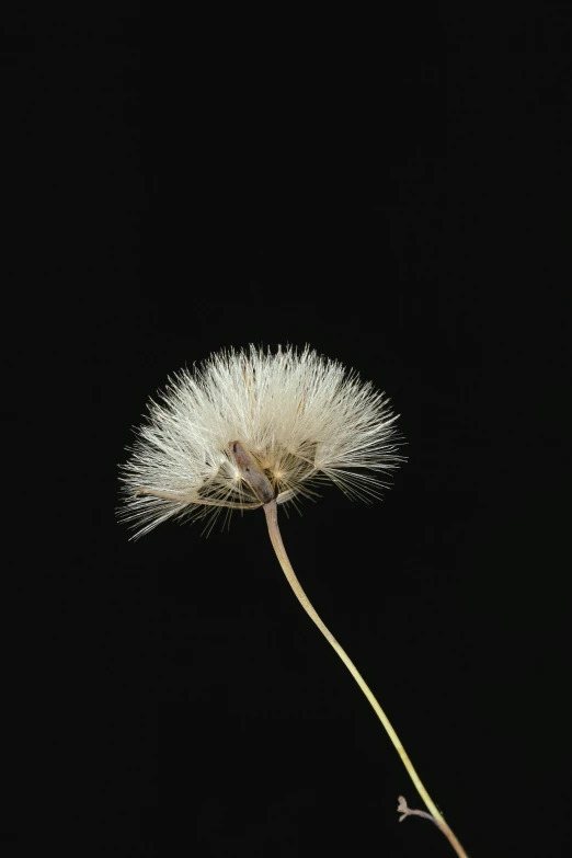 the flower is blowing in the wind on a black background