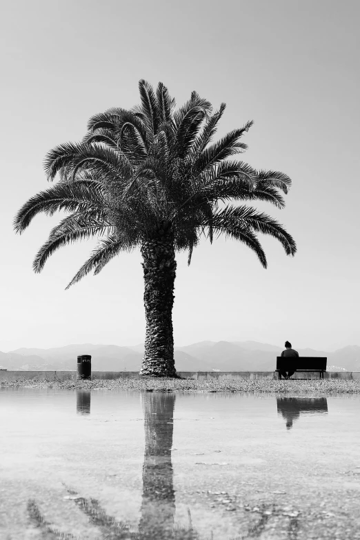 a tree and two people sitting on the bench on the water