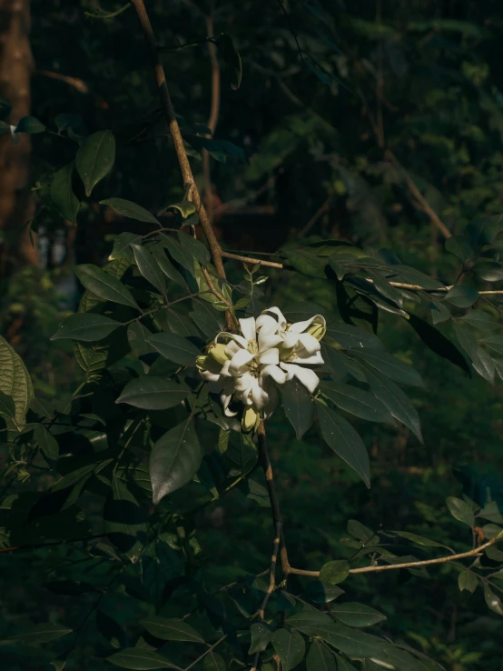 an insect is sitting on the flower of a tree