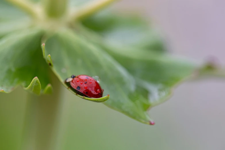 a single red and black bug is on a leaf