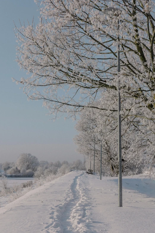 trees are next to a snowy street with only one car on the road