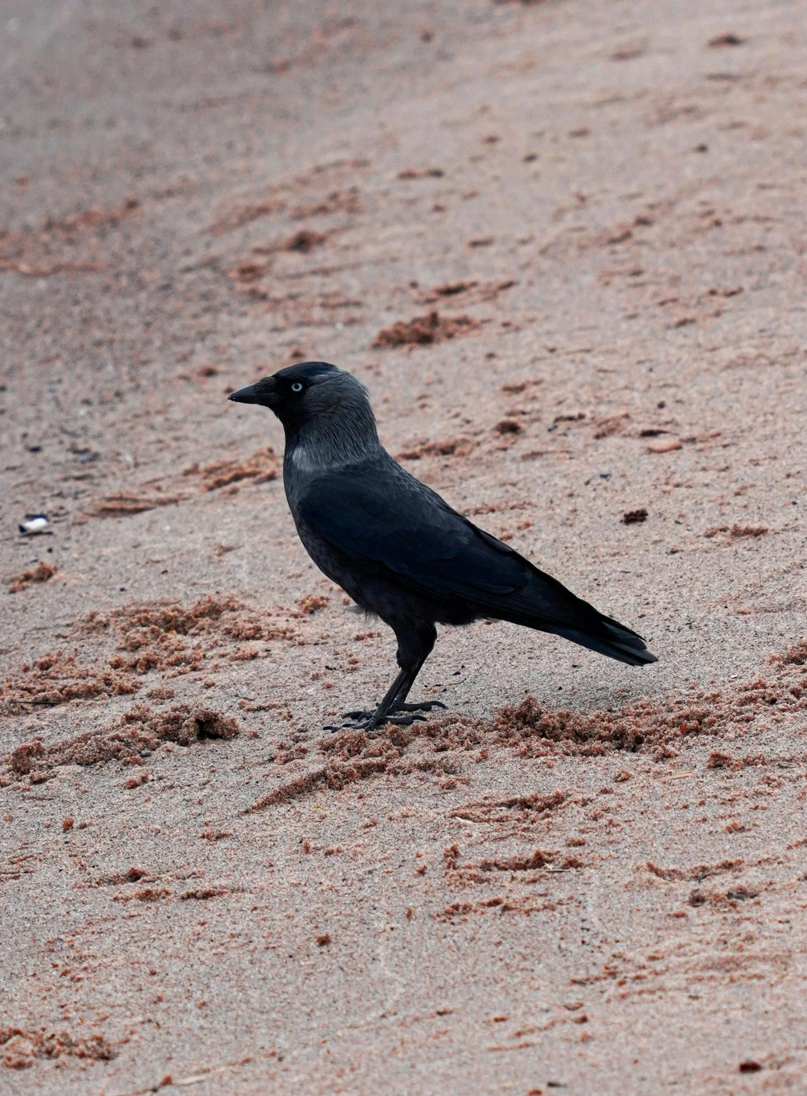 a black bird standing on top of a sandy beach