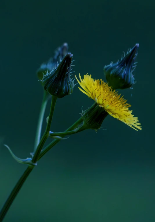 a yellow and blue flower with a green background