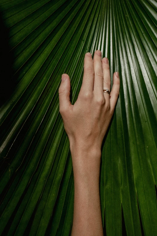 a hand on a green leaf of palm