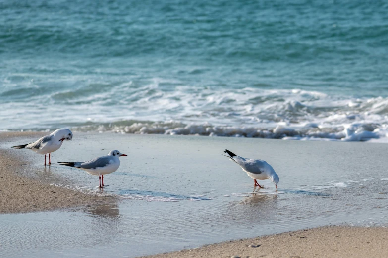 three seagulls standing on the sand in front of water