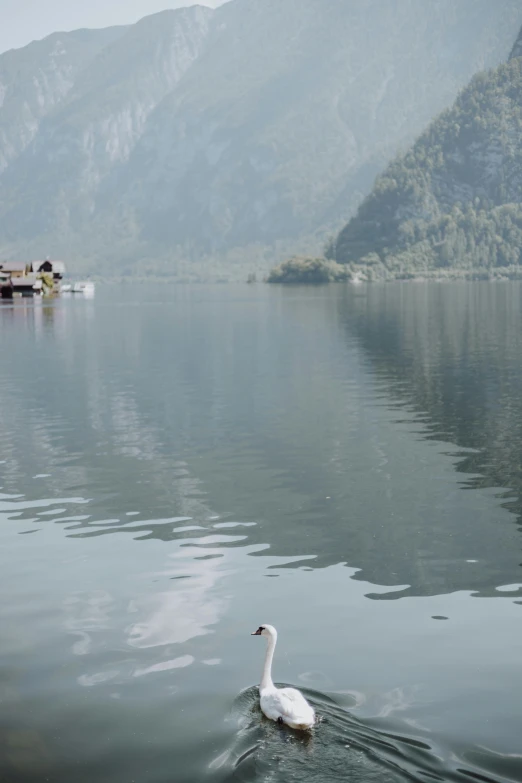 a lone white swan swims in the water