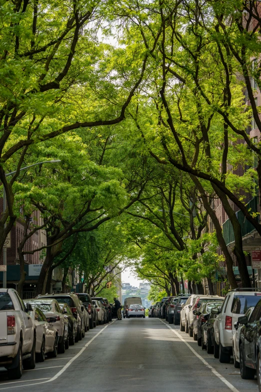 a large tree lined road with parked cars