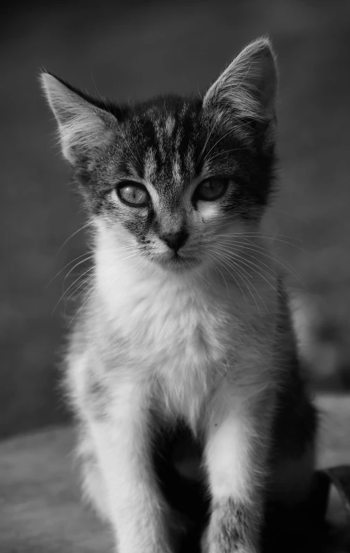 a black and white po of a little kitten