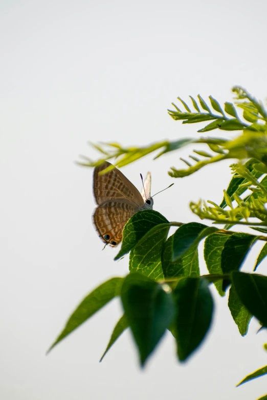 an insect sits on top of a green leaf