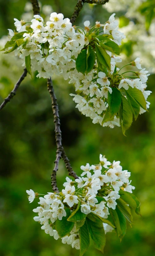 the blooming nches of a tree are ready to blossom