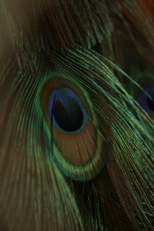 some feathers with a blue center and green eyes