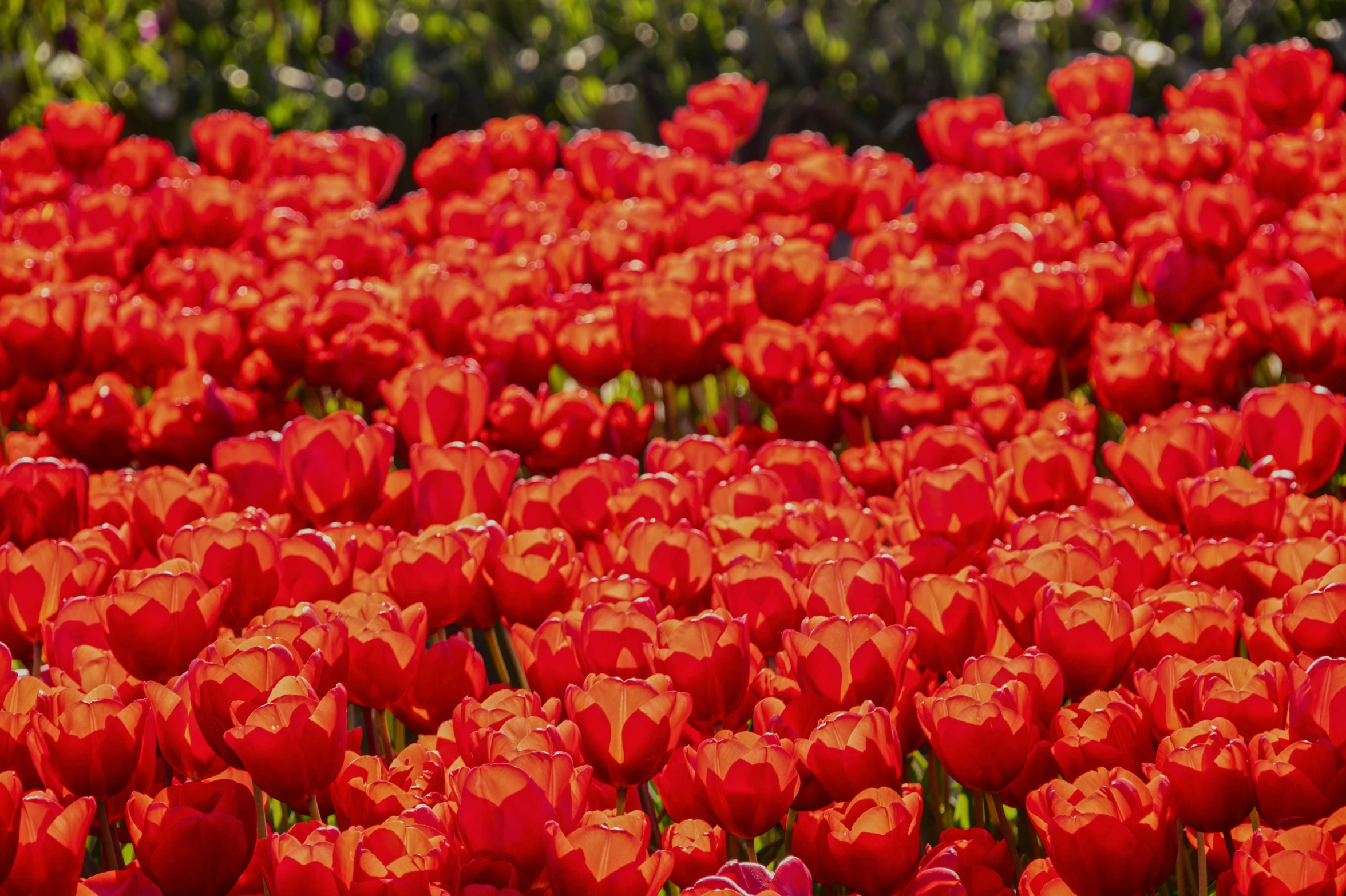 a field of red tulips with one single blooming on the side