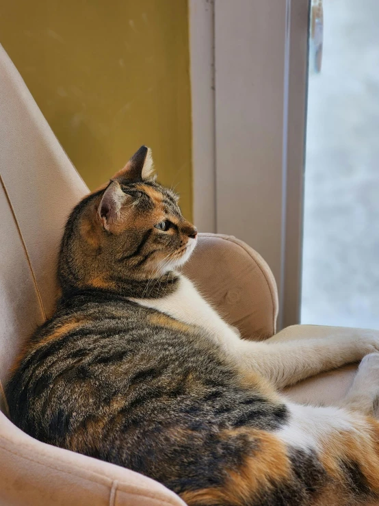 a tabby cat resting on top of a couch