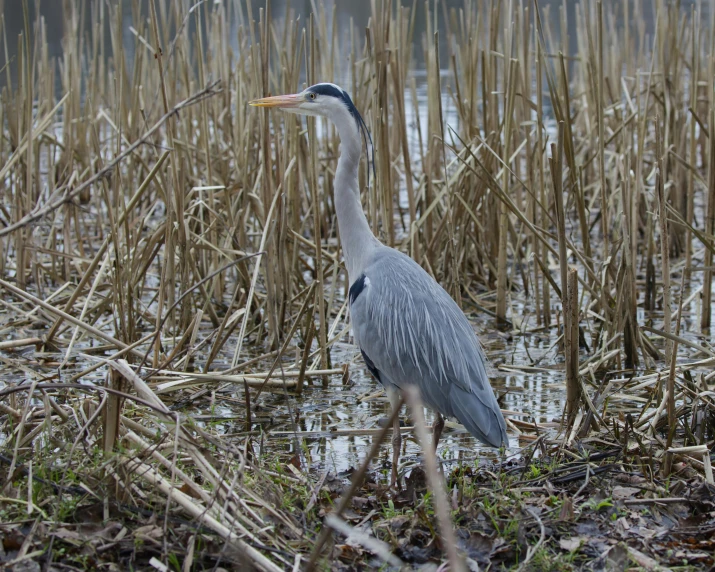 the bird is walking through a marsh like area