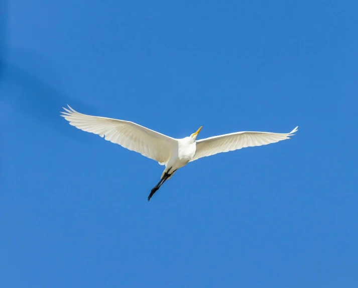 white bird soaring in the clear blue sky