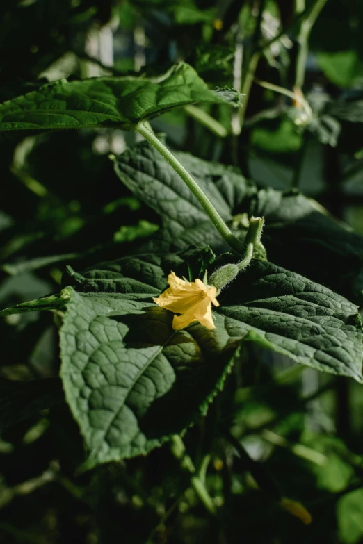 a small yellow flower growing on top of green leaves