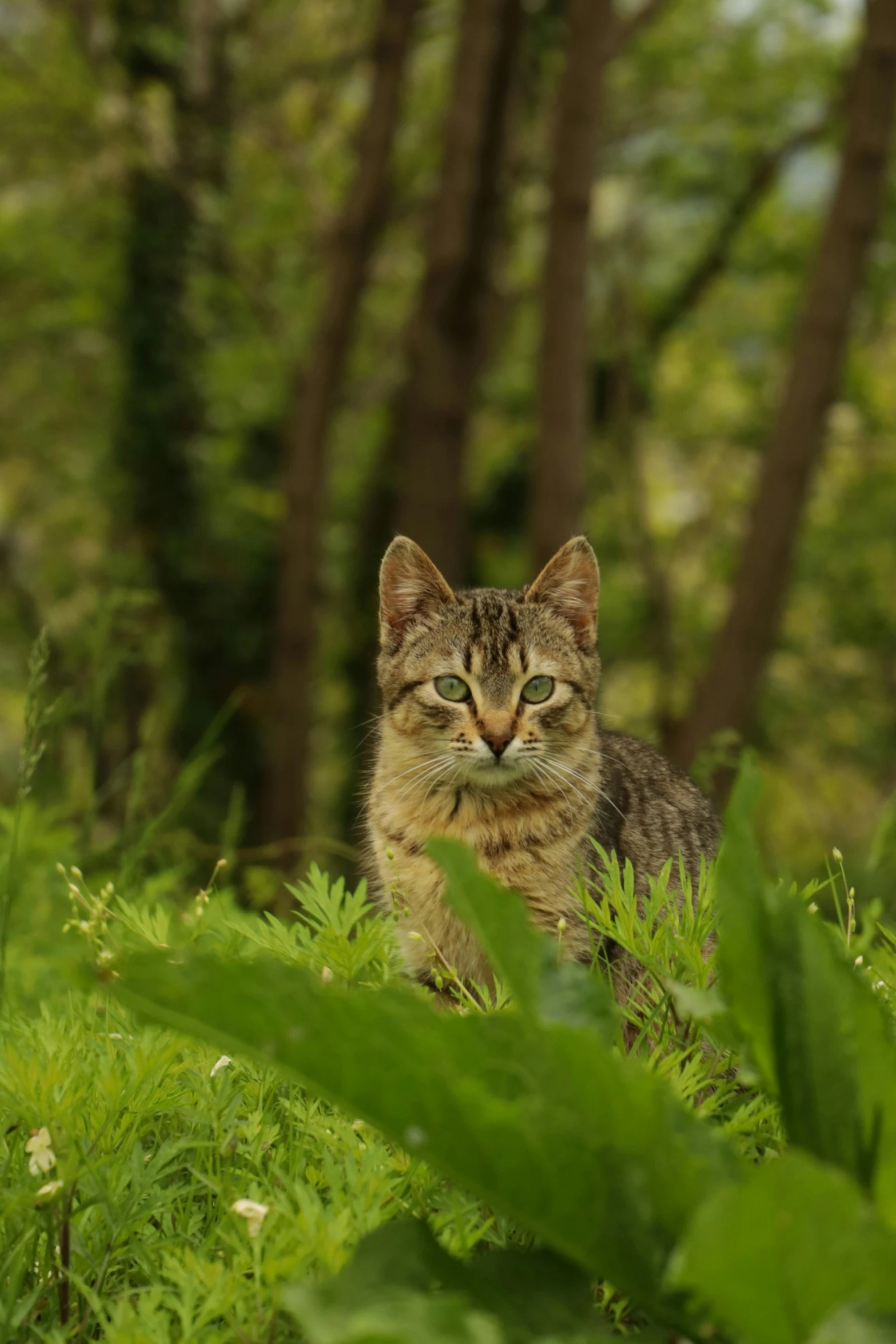 a cute little cat walking through some tall grass