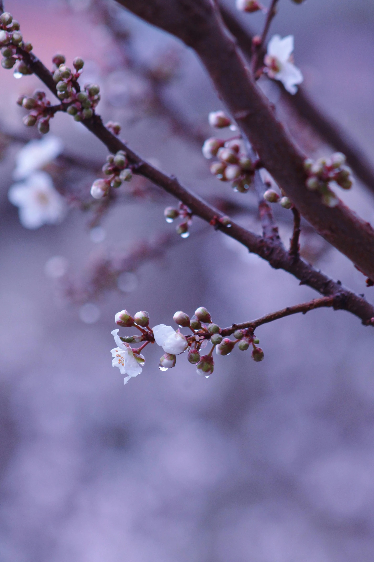 a small white flower with leaves and budding