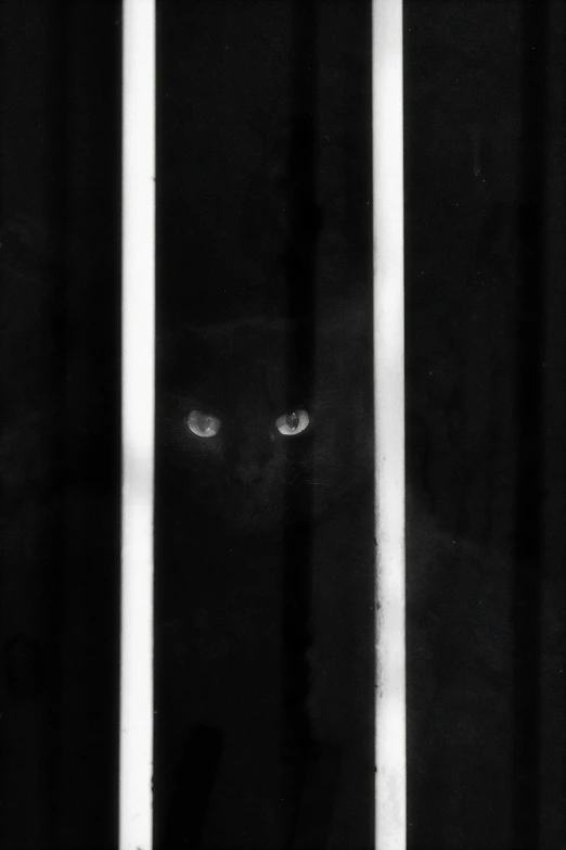 black and white cat with blue eyes peeking out from behind bars