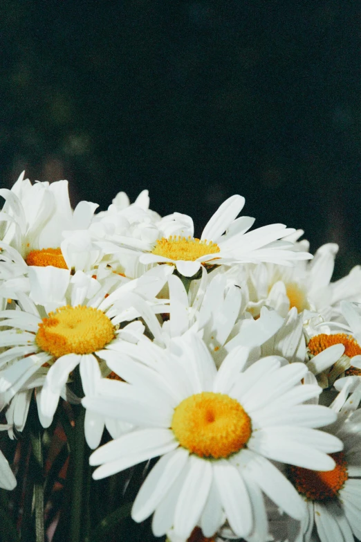 white flowers with yellow centers in front of black background